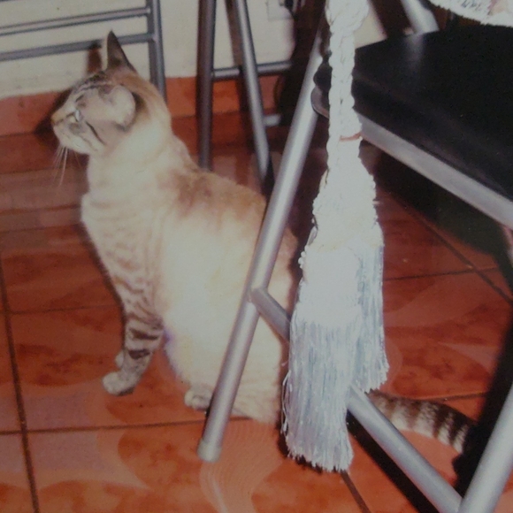 meowmix88